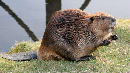 beaver1.jpg